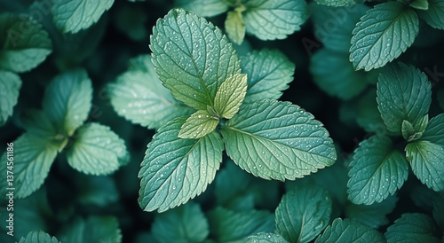 Natural Sunlight Highlights Vibrant Green Leaves During a Serene Afternoon in...
