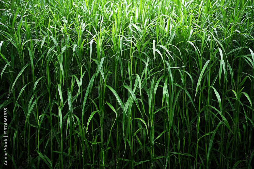 A detailed depiction of switchgrass in a natural environment, highlighting its ecological significance