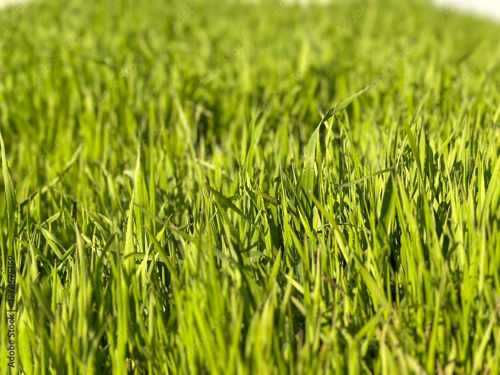 Lush green grass sways gently in the warm sunlight on a summer afternoon Lush green grass sways gently in the warm sunlight on a summer afternoon