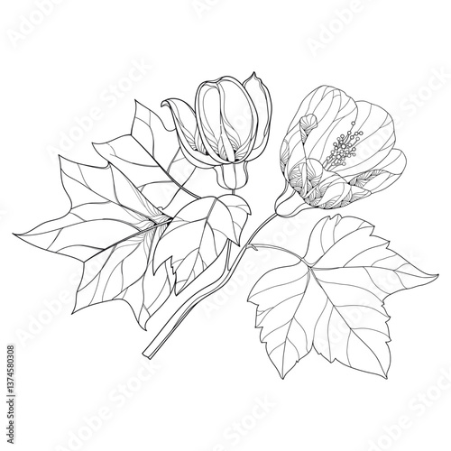 Branch with outline Abutilon or Indian mallow flower and leaf in black isolated on white background. 