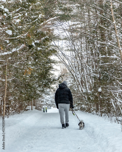 dog walk in the winter woods