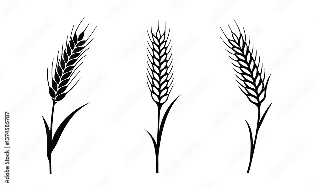 Wheat ears icon vector set, Agriculture symbol, wheat, barley, grain vector isolated on white background.