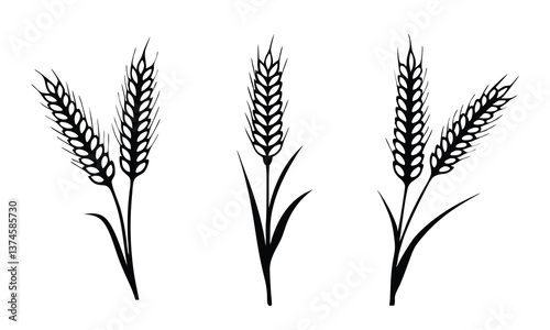 Wheat ears icon vector set, Agriculture symbol, wheat, barley, grain vector isolated on white background.