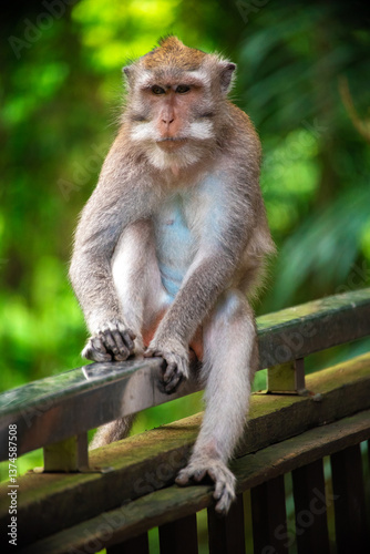Experience Bali's monkey forest and watch playful monkeys explore the lush scenery.