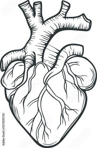 Detailed anatomical heart illustration 