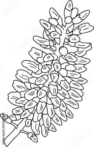 Hebe plant Flower outline vector illustration Hand-drawn botanical line art Great for wedding decor, invitation, coloring books or cards.