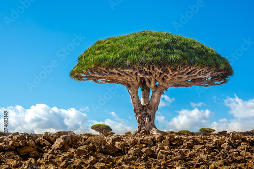Dragon trees at  Socotra Island, Yemen. Dracaena draco at Socotra