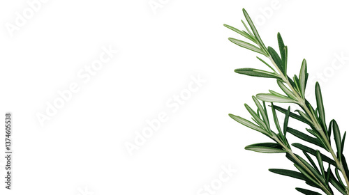 Wallpaper Mural Rosemary sprigs, green, fresh herbs and cooking ingredients, cut out transparent Torontodigital.ca