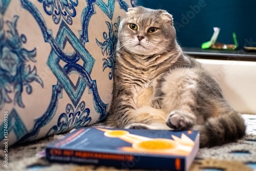 Scottish Fold Cat Relaxing on Couch Near Book