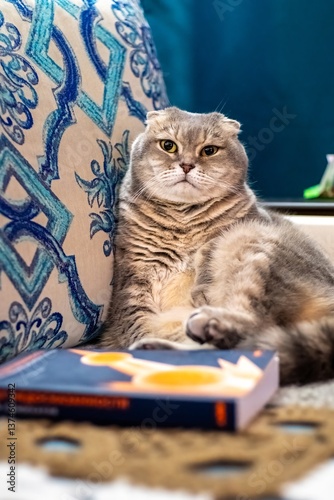 Scottish Fold Cat Relaxing Next to the Book on Couch