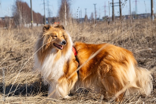 Graceful Long-Haired Collie in a Sunny Field