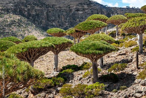 Dragon trees at  Socotra Island, Yemen. Dracaena draco at Socotra, plateau Dixam