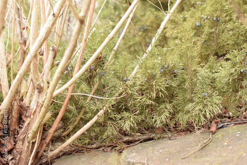 green grass on the ground
