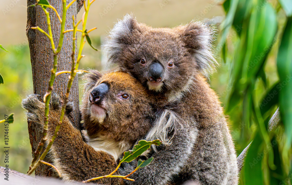 Obraz premium Koalas