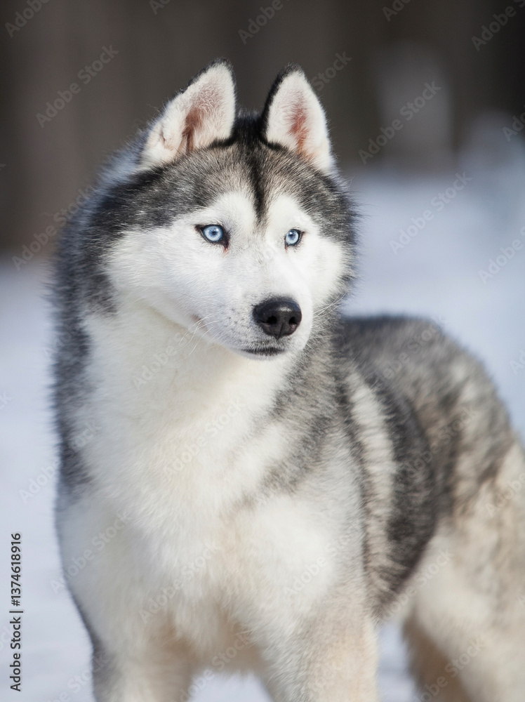 Portrait of a Siberian Husky in Winter Portrait of a Siberian Husky in Winter