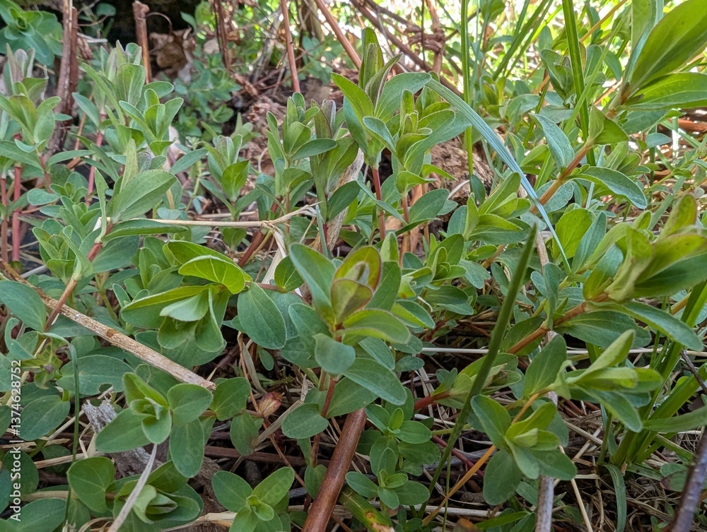 Young shoots of St John's Wort (Hypericum) Young shoots of St John's Wort (Hypericum)