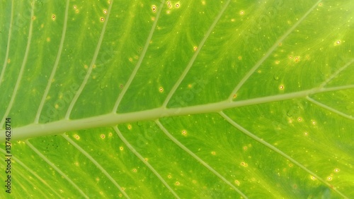 Close up of green leaf texture for background in design.