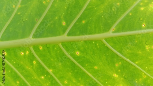 Close up of green leaf texture for background in design.