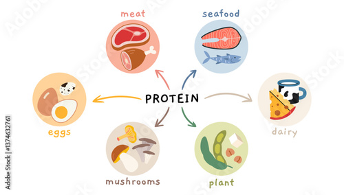 Different sources of protein infographics, including meat, seafood, eggs, dairy, mushrooms and plant based. Trendy modern vector illustration isolated on white, hand drawn, flat design