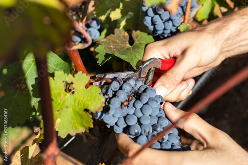 Close-up of hands harvesting a cluster of ripe, dark purple grapes from a vine using red-handled pruning shears.