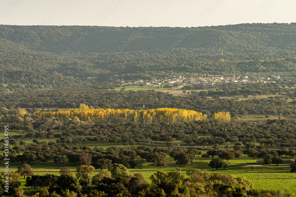 Fototapeta premium Autumn countryside landscape with yellow poplars, meadows, and a picturesque village.