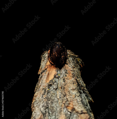Black Easter Eggs on Aged Wooden Surface