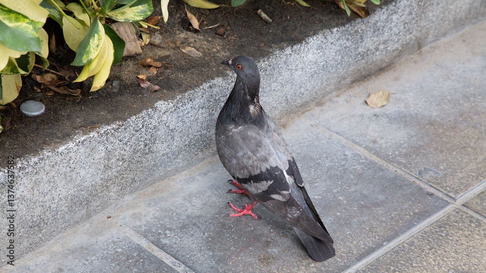 Fototapeta premium pigeon on a fountain
