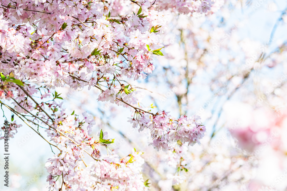 Obraz premium Close-up of delicate cherry blossom branches