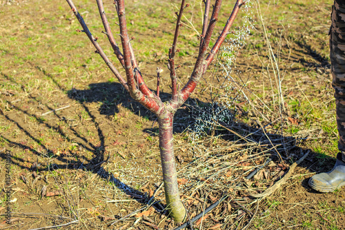 Bild auf Leinwand Fertilizing fruit trees