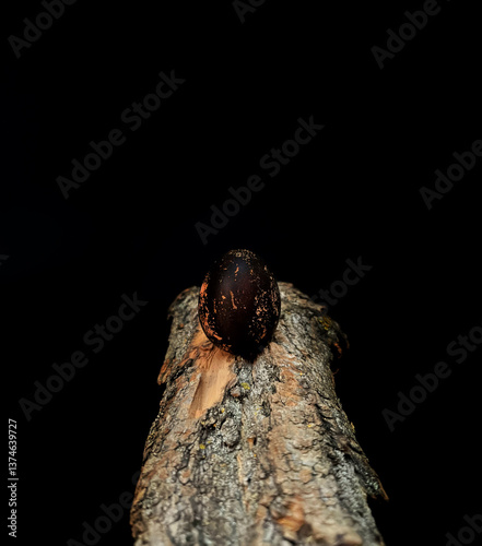 Black Easter Eggs on Rustic Wooden Surface