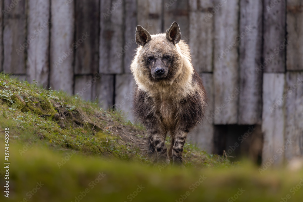 Hyena, showcasing its distinctive features and powerful jaws. Hyena, showcasing its distinctive features and powerful jaws.