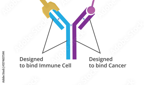 Bi-specific monoclonal atibody schematic structure illustration
