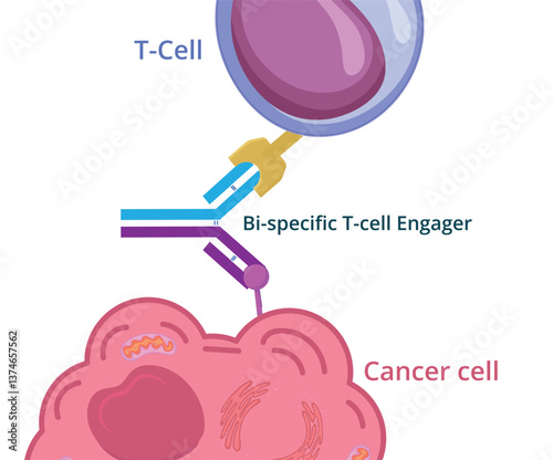 Bi-specific t-cell engager conceptual illustration. Bi-specific monoclonal antibody immunotherapy against cancer