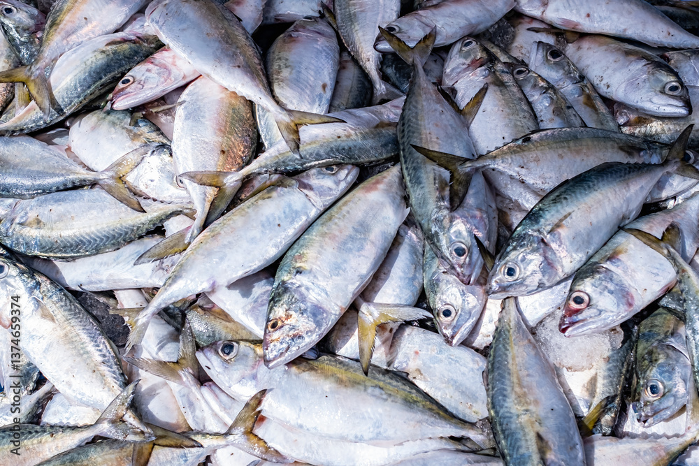 Obraz premium Pacific mackerel. Seafood. Fish. Fresh Mackerel fish displayed on local Supermarket.