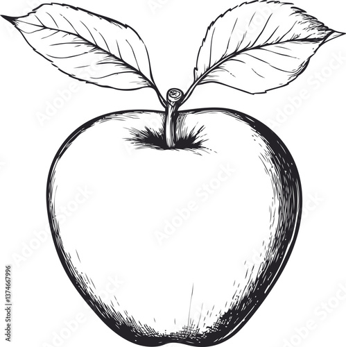 Detailed line art of an apple