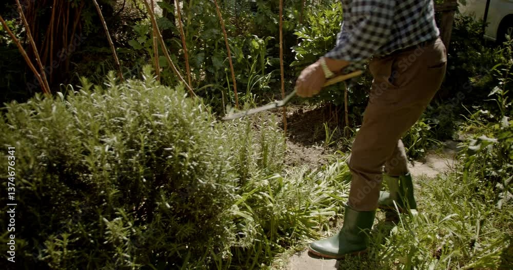 A senior man tending to his garden, trimming rosemary bushes on a sunny day. Enjoying the simple pleasures of retirement and connecting with nature. A senior man tending to his garden, trimming rosemary bushes on a sunny day. Enjoying the simple pleasures of retirement and connecting with nature.