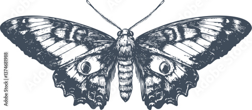 Detailed black and white butterfly illustration