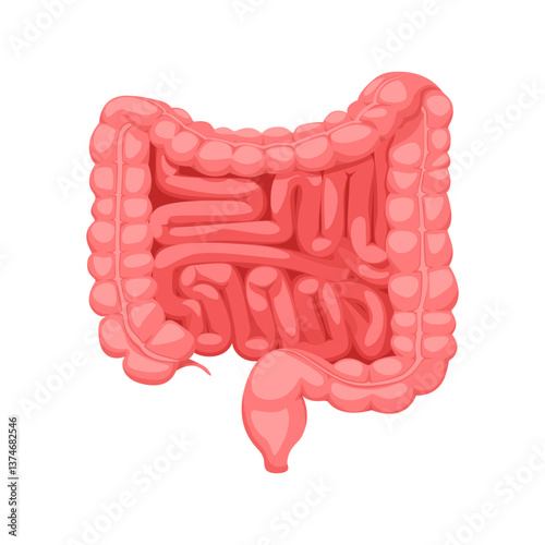 Small and large intestines, human internal organs. Digestive tract, human intestines.