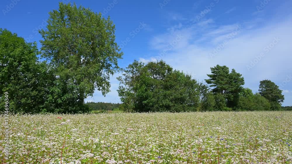 Buchweizen, Feld, Baum, Himmel, Sommer, Waldbrunn, Neckar Odenwald Kreis, Baden-Württemberg