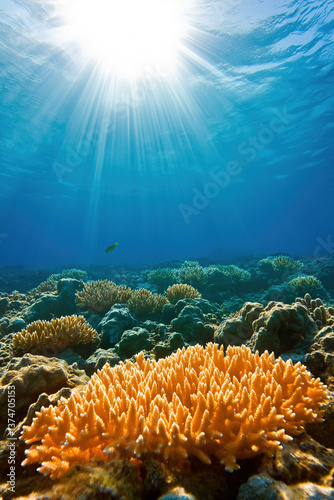 Underwater coral reef with sunlight illuminating vibrant marine life in clear ocean