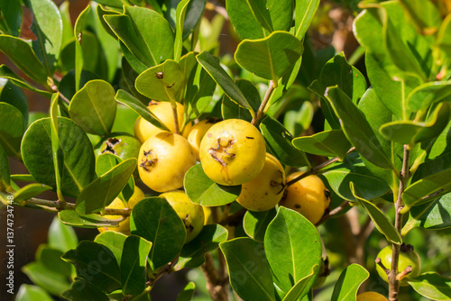 Psidium cattleyanum (Strawberry Guava) native fruit in Sao Francisco de Paula, South of Brazil