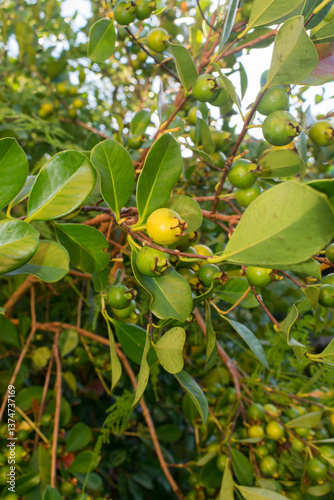 Psidium cattleyanum (Strawberry Guava) native fruit in Sao Francisco de Paula, South of Brazil