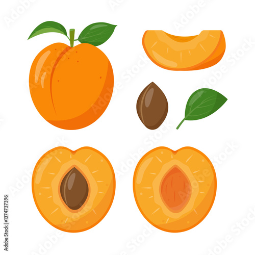 Fresh apricot fruits icons. Whole and half apricots, leaves, pit and piece. Organic fruit for juice, smoothie or vitamin healthy food. Vector illustration isolated on white background.
