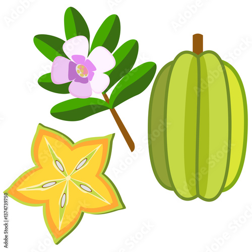 Star fruit whole and sliced with branch botanical vector illustration 