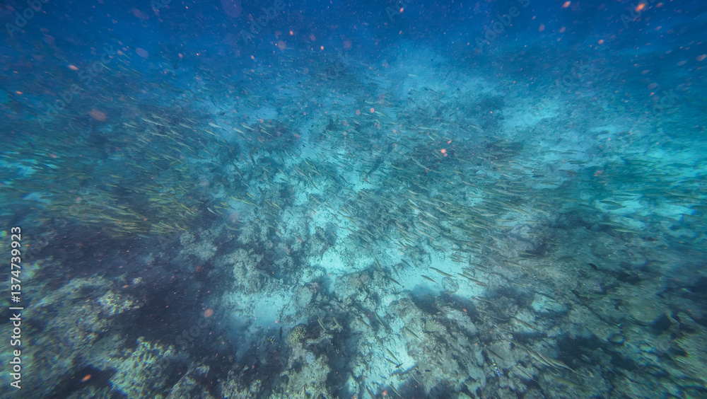 Fototapeta premium Snorkeling in the waters of Zanzibar, Tanzania