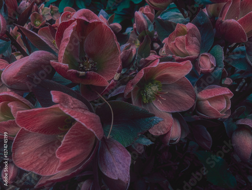 Beautiful close-up of Helleborus orientalis (Lenten rose) in bloom as dark mystical mysterious floral elegant backdrop background