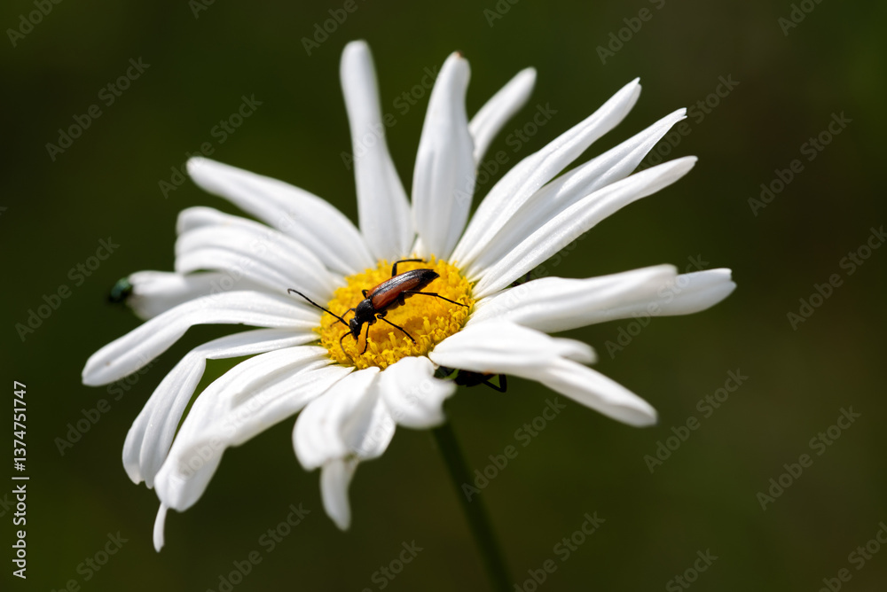Purpuricenus kaehleri, longhorn beetles and Leucanthemum vulgare, commonly known as ox-eye daisy Purpuricenus kaehleri, longhorn beetles and Leucanthemum vulgare, commonly known as ox-eye daisy