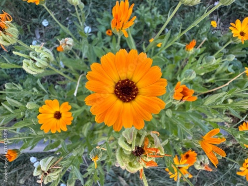 Calendula officinalis blooms orange in the natural garden. Close-up. The pot marigold, common marigold, ruddles, Mary's gold or Scotch marigold, is a flowering plant in the daisy family, Asteraceae.
