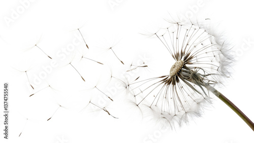 Dandelion seeds floating in the gentle breeze