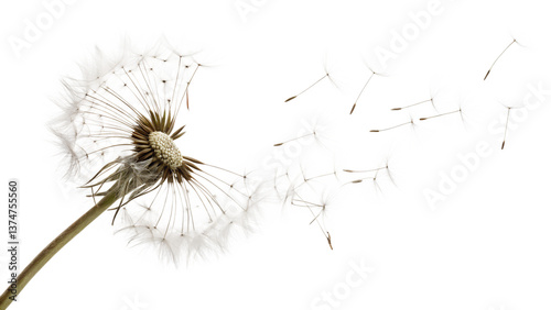 Dandelion seeds float in the breeze